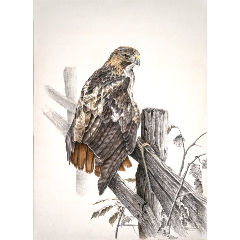 Red Tail by Chris Walden