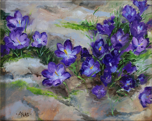 Pansies by Barbara Aras